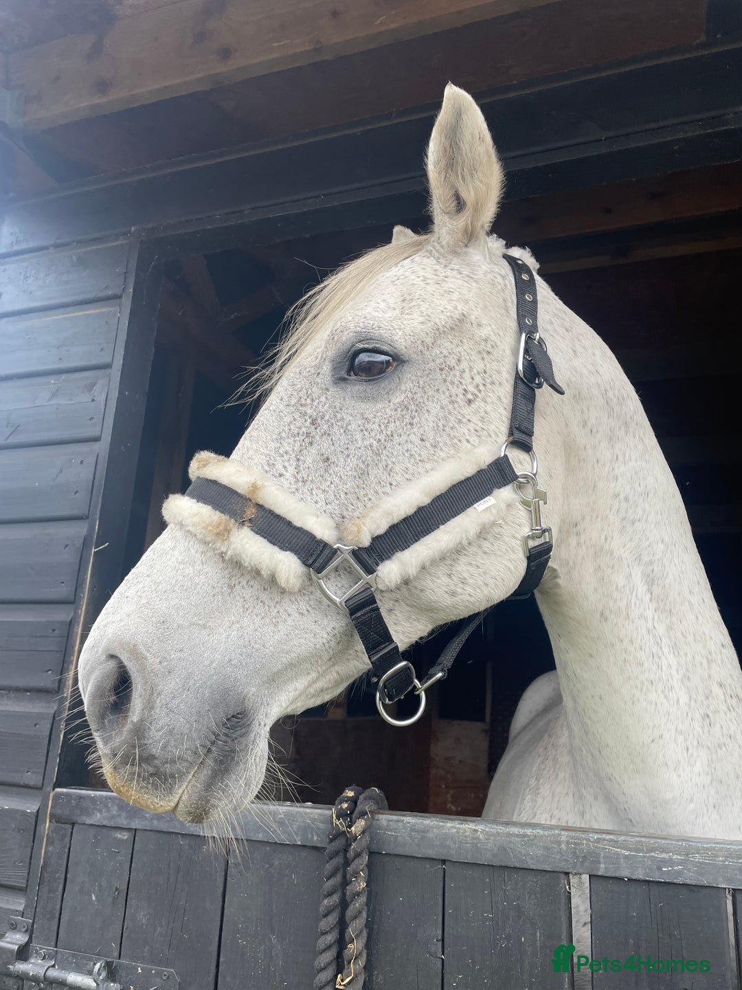 British Warmblood horses for sale: One in a million mare  - Advert 3