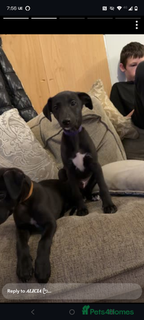 Whippet dogs - Advert 2