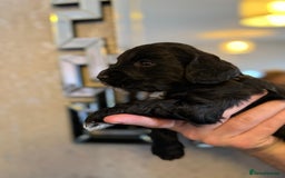 Cockapoo dogs for sale: Cockapoo puppies  - Image 10
