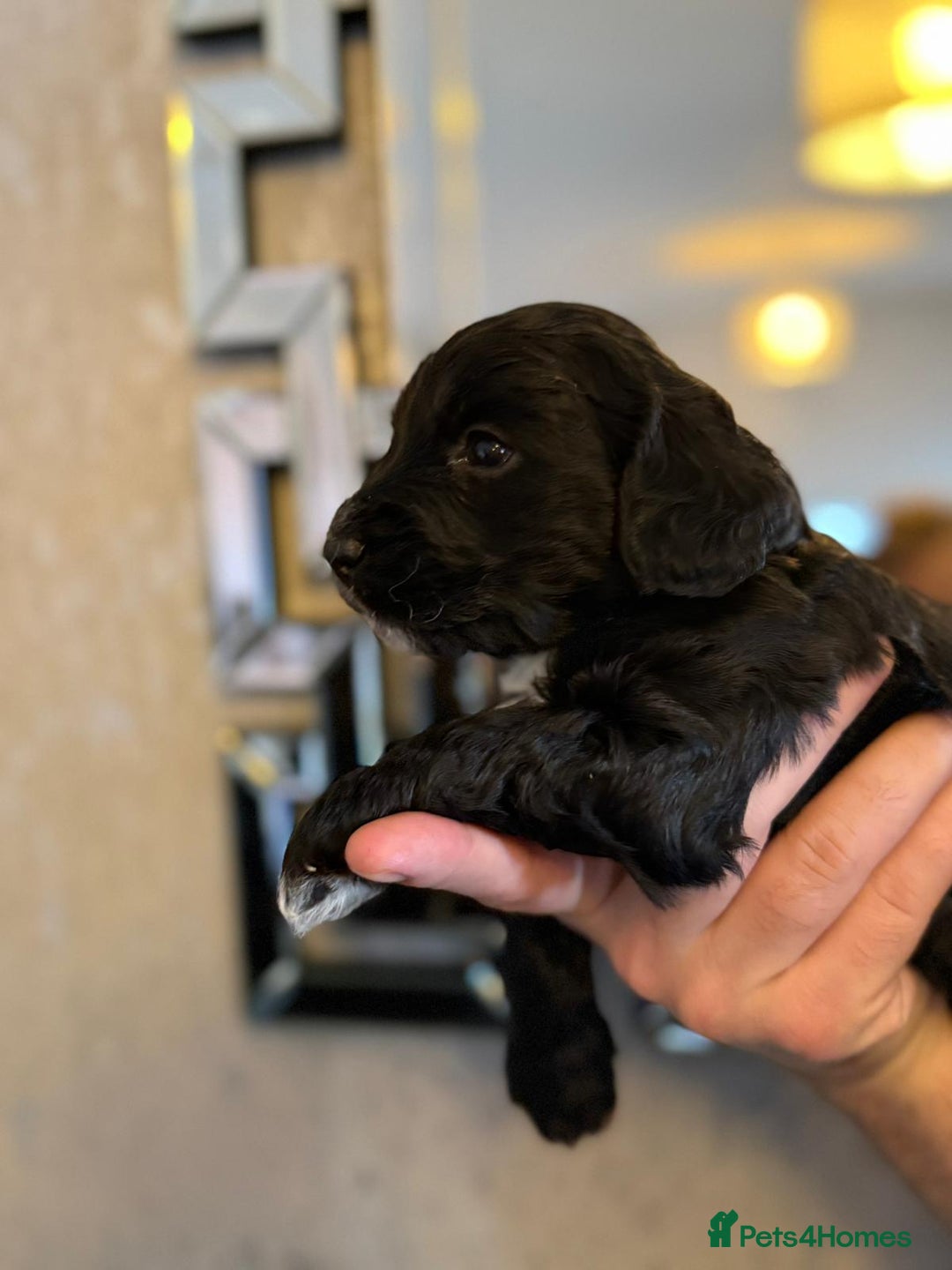 Cockapoo dogs for sale: Cockapoo puppies  - Image 10