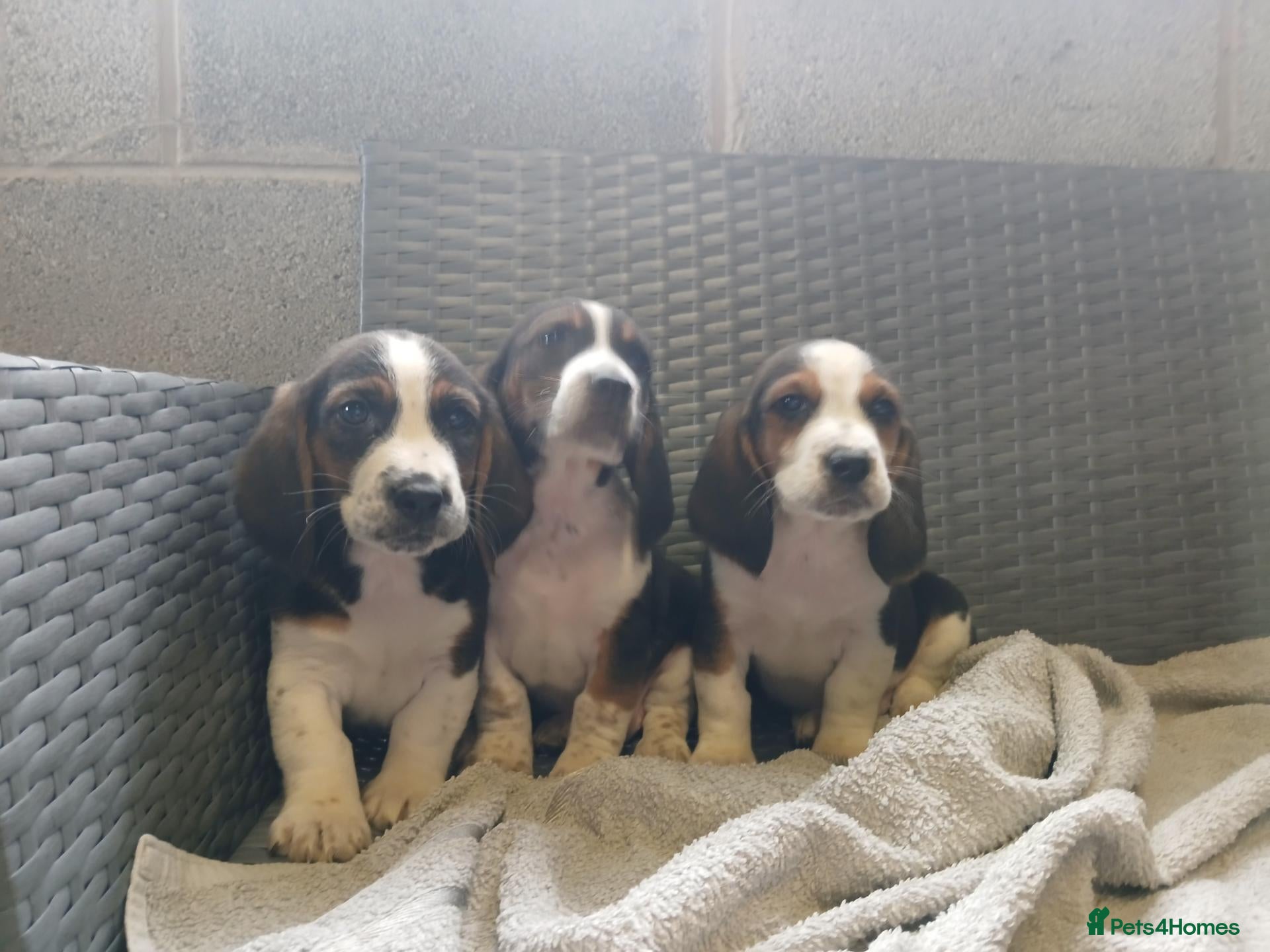 Mixed Breed dogs Beagle x basset  - Advert 1