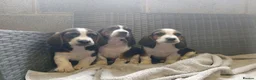 Mixed Breed dogs for sale: Beagle x basset  in Rhayader - Advert 1
