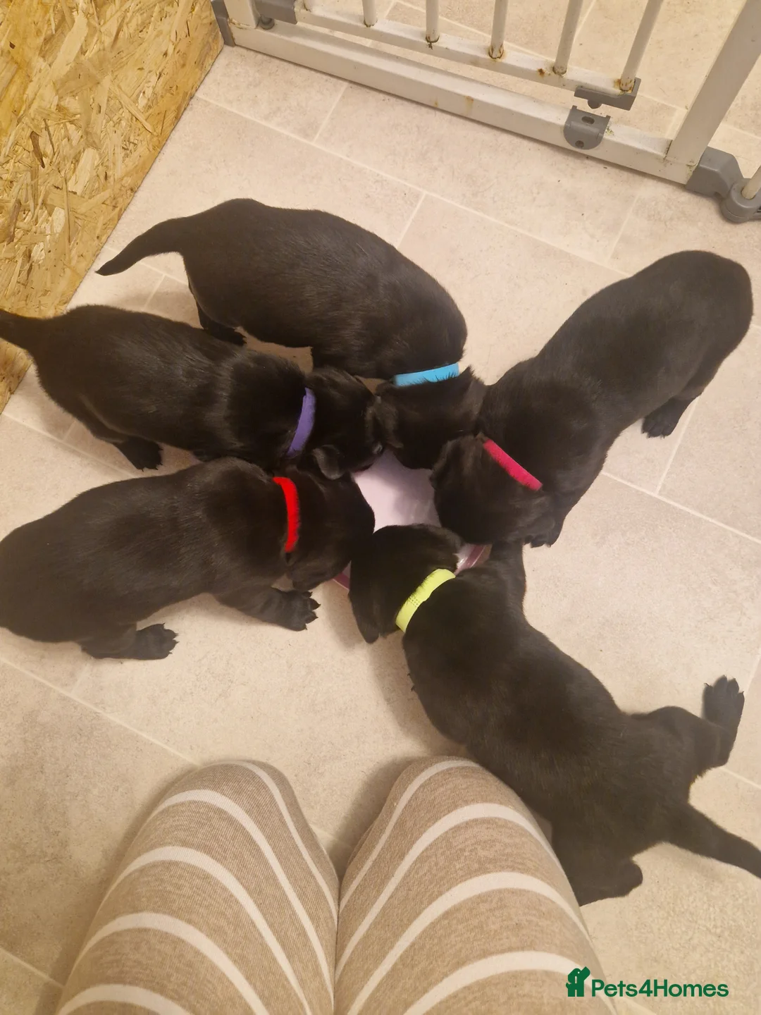 Labrador Retriever dogs for sale: Labrador puppies  - Advert 23