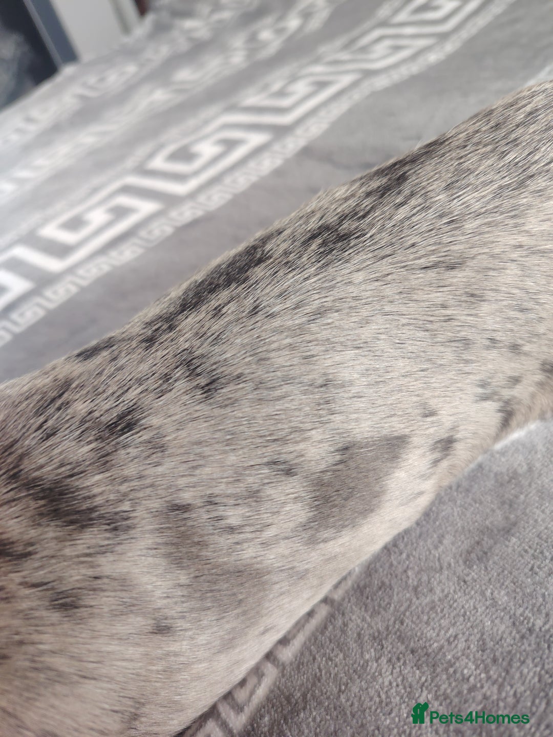 Chihuahua dogs for stud: Chihuahua for stud, grey merle - Image 6