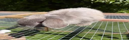Mini Lop rabbits for sale: Smoke pearl doe available  - Advert 6