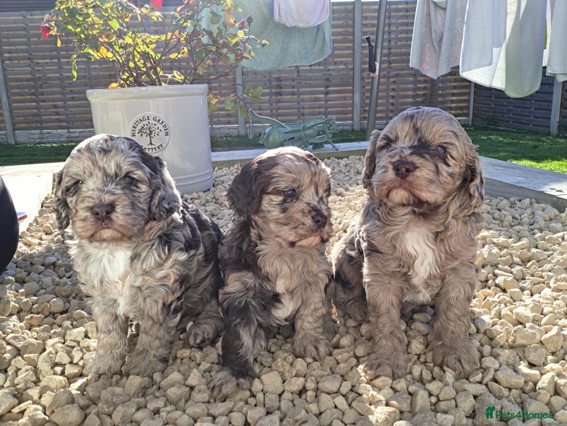 Cockapoo dogs Cockapoo pups - Advert 2