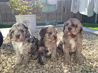 Cockapoo dogs Cockapoo pups - Advert 2
