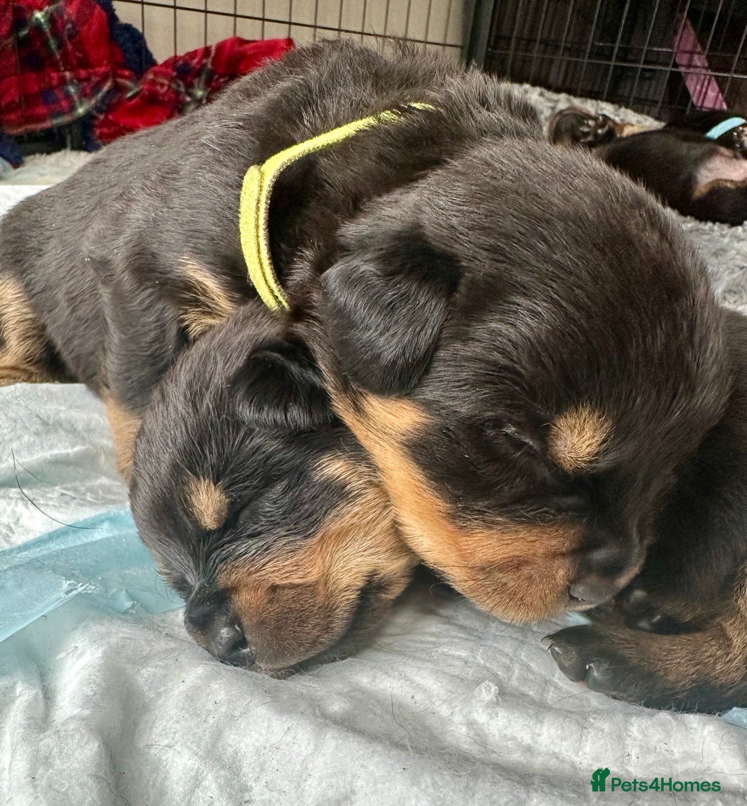 Rottweiler dogs for sale: Rottweiler puppies  - Advert 23