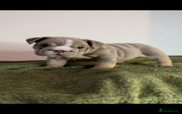 English Bulldog dogs for sale: Bulldogs ready to go!  - Image 8