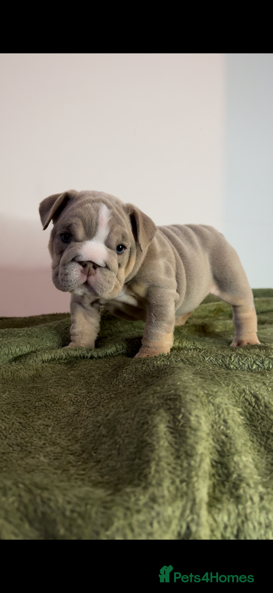 English Bulldog dogs for sale: Bulldogs ready to go!  - Image 8