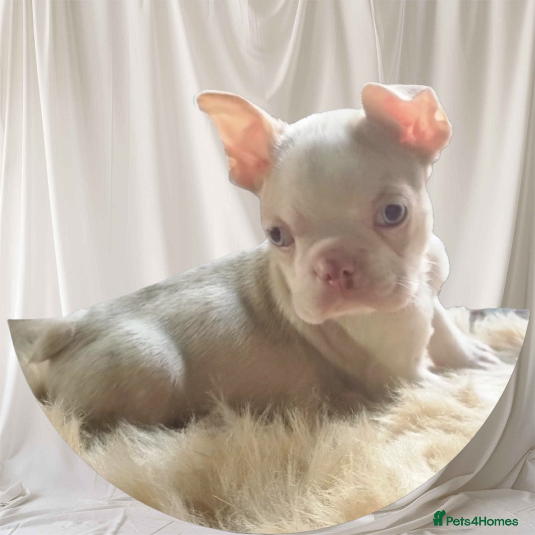 Boston Terrier dogs for sale:  KC Boston Terriers Blue eyed Lilac🩵 - Advert 2