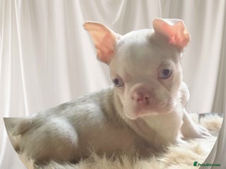 Boston Terrier dogs KC Boston Terriers 5* Breeder - Advert 10