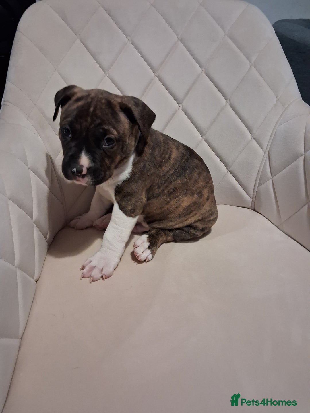 Mixed Breed dogs for sale: American bully Staffordshire bull terrier Puppies  - Advert 19