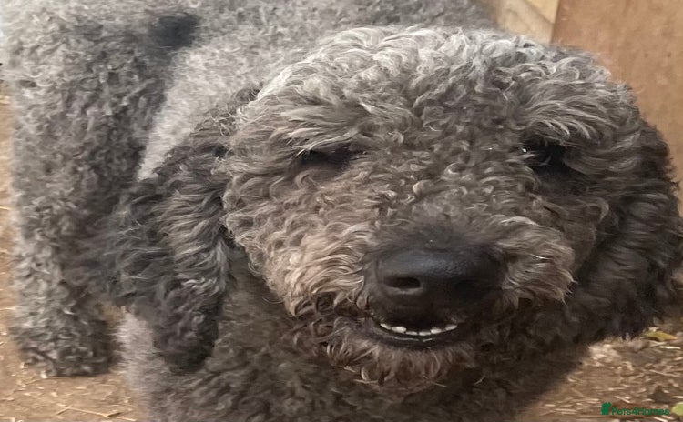 Standard Poodle dogs - Advert 1