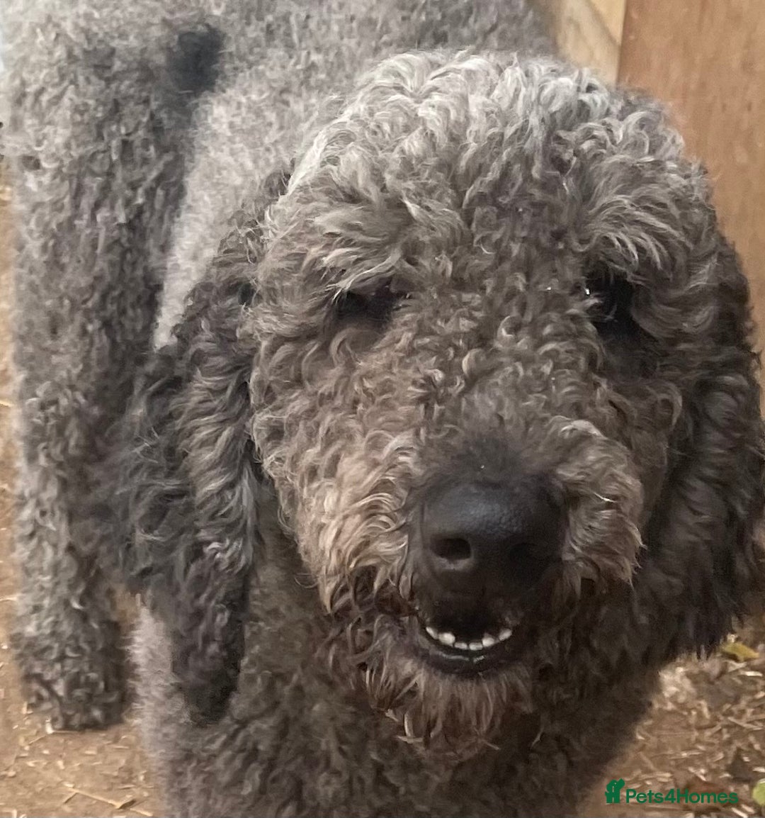 Standard Poodle dogs for sale: Kc registered standard poodle pups  - Image 1