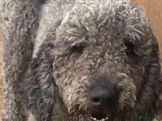 Standard Poodle dogs - Advert 12