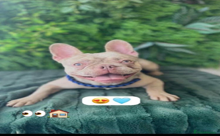 French Bulldog dogs - Advert 1