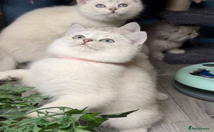 British Shorthair cats British shorthair kittens  silver/ golden TICA - Advert 1