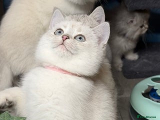 British Shorthair cats British shorthair kittens silver/ golden TICA - Advert 1