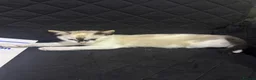 British Longhair cats for sale: 4 British shorthair kittens - Advert 4