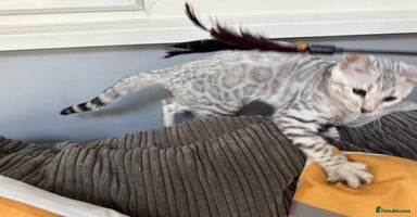Bengal cats - Advert 14