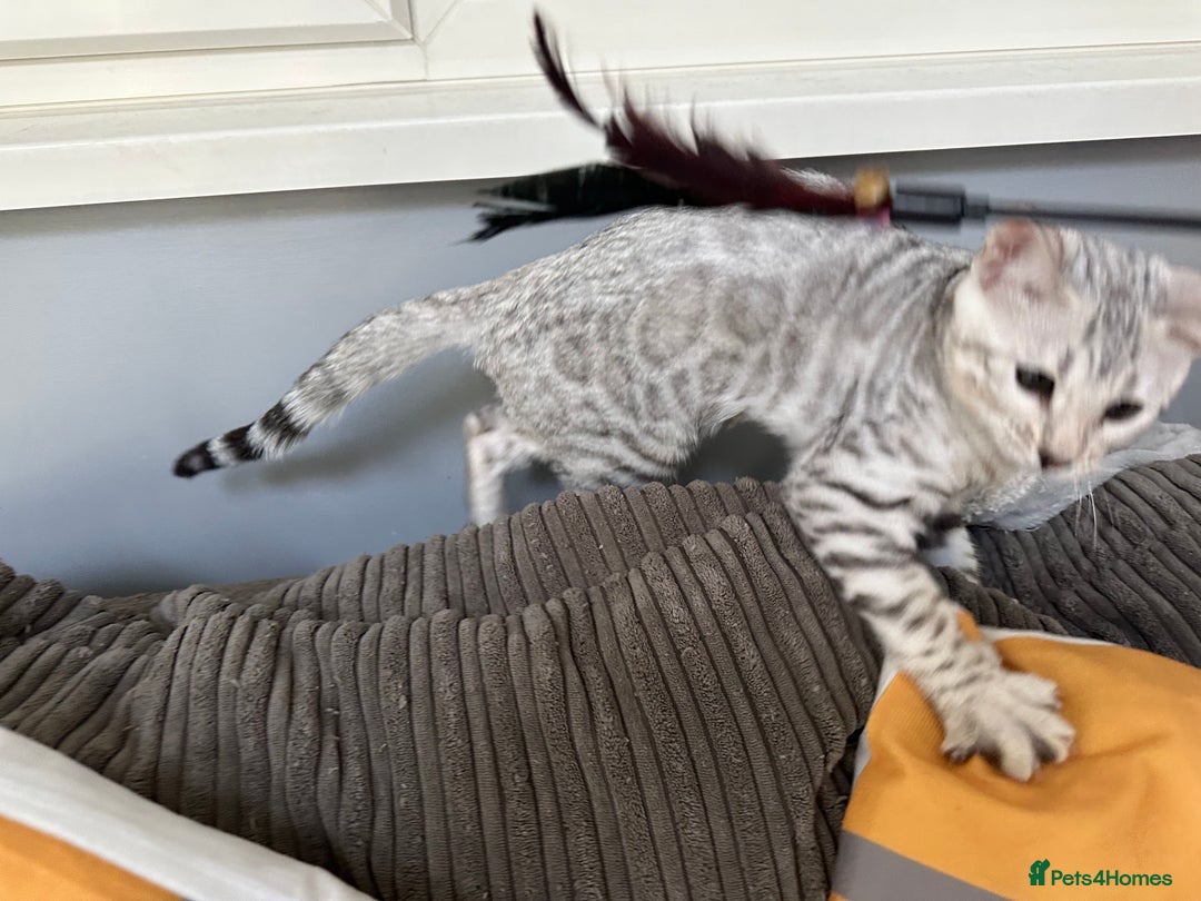 Bengal cats for sale: Beautiful soft silver girl TICA reg - Image 2