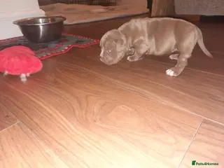 American Bully dogs Akbc registered pocket bullies - Advert 16