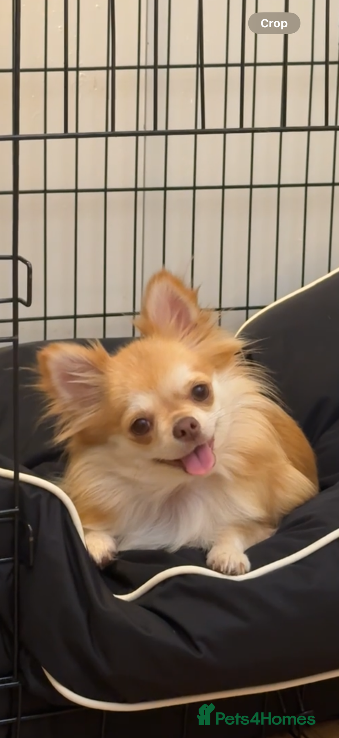 Chihuahua dogs for sale: Beautiful Cream & chocolate tan Chihuahuas! - Advert 10