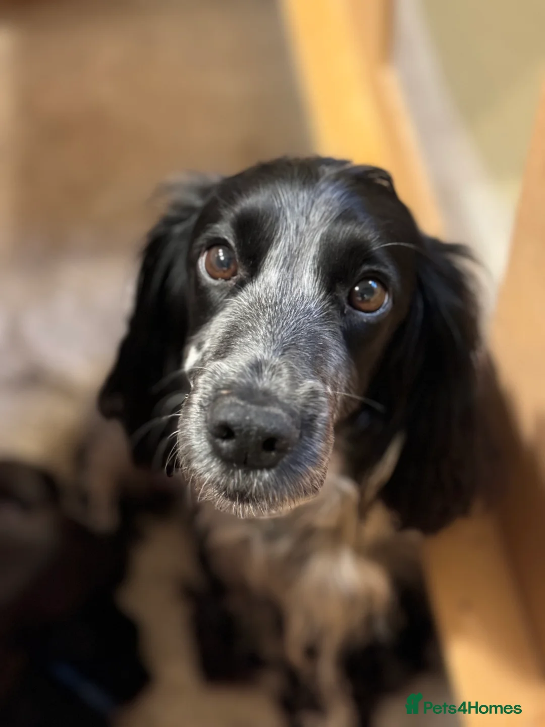 Cocker Spaniel dogs for sale: KC Cocker spaniel puppies chocolate brown - Advert 4