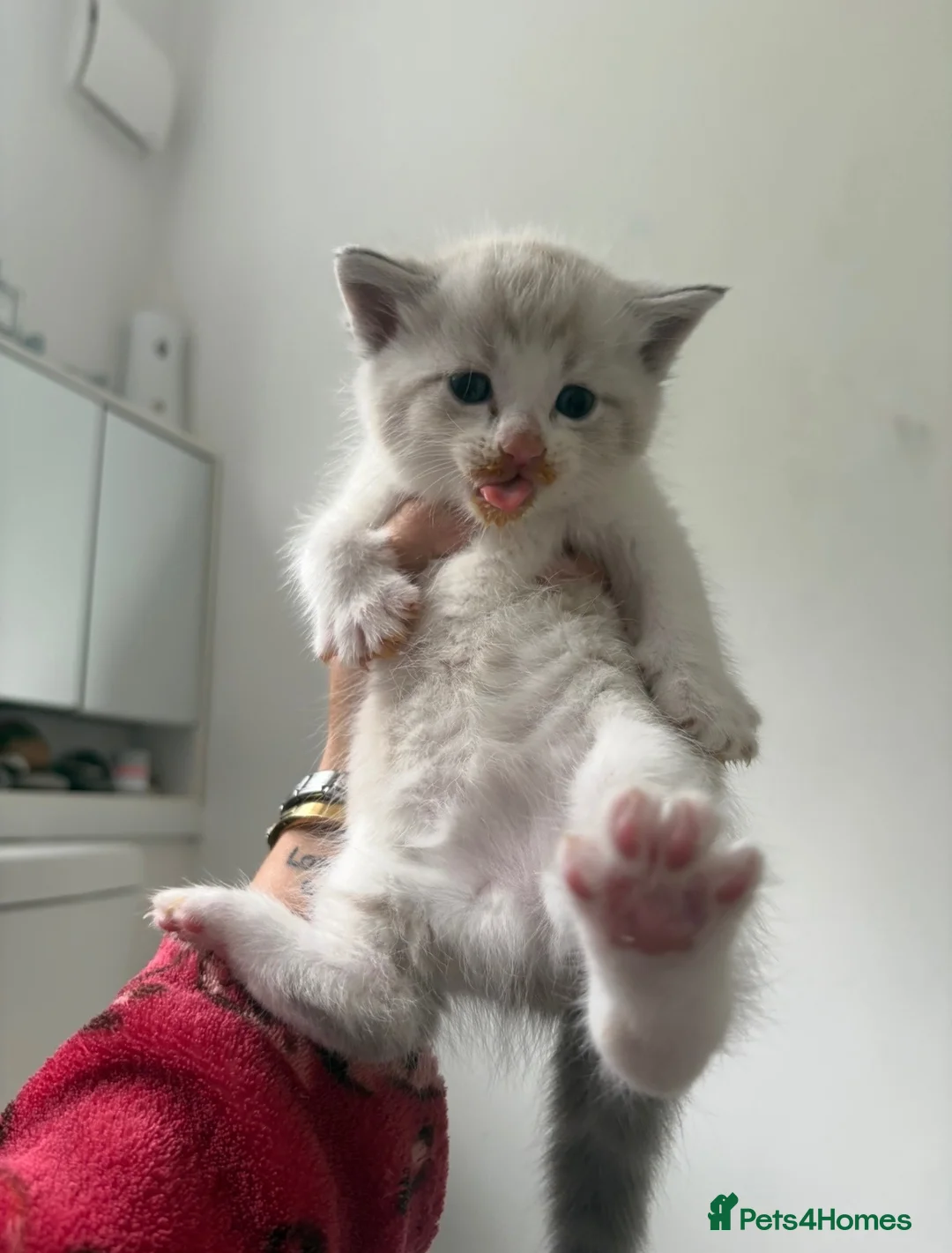 Ragdoll cats for sale: Ragdoll X  - Advert 5