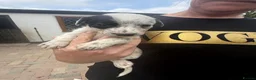 Lurcher dogs for sale: Top quality Lurcher puppies - Advert 27