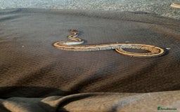Python Snake reptiles for sale: Ball python for sale  - Image 1