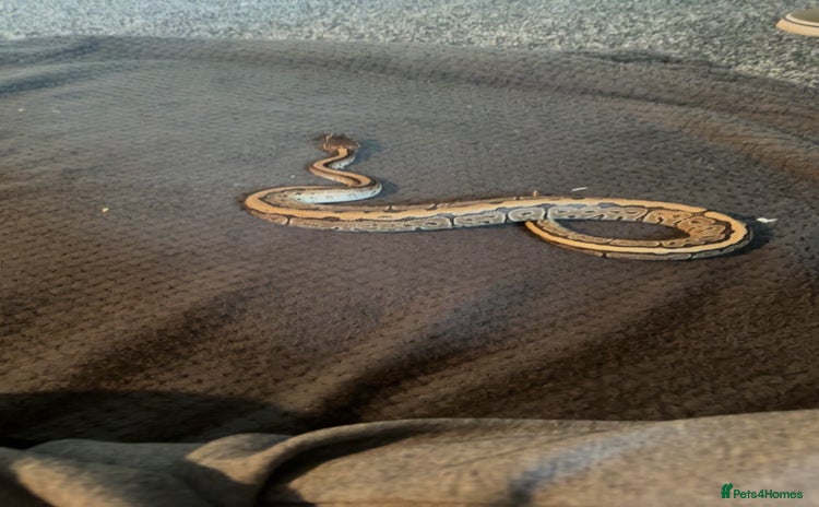 Python Snake reptiles - Advert 1