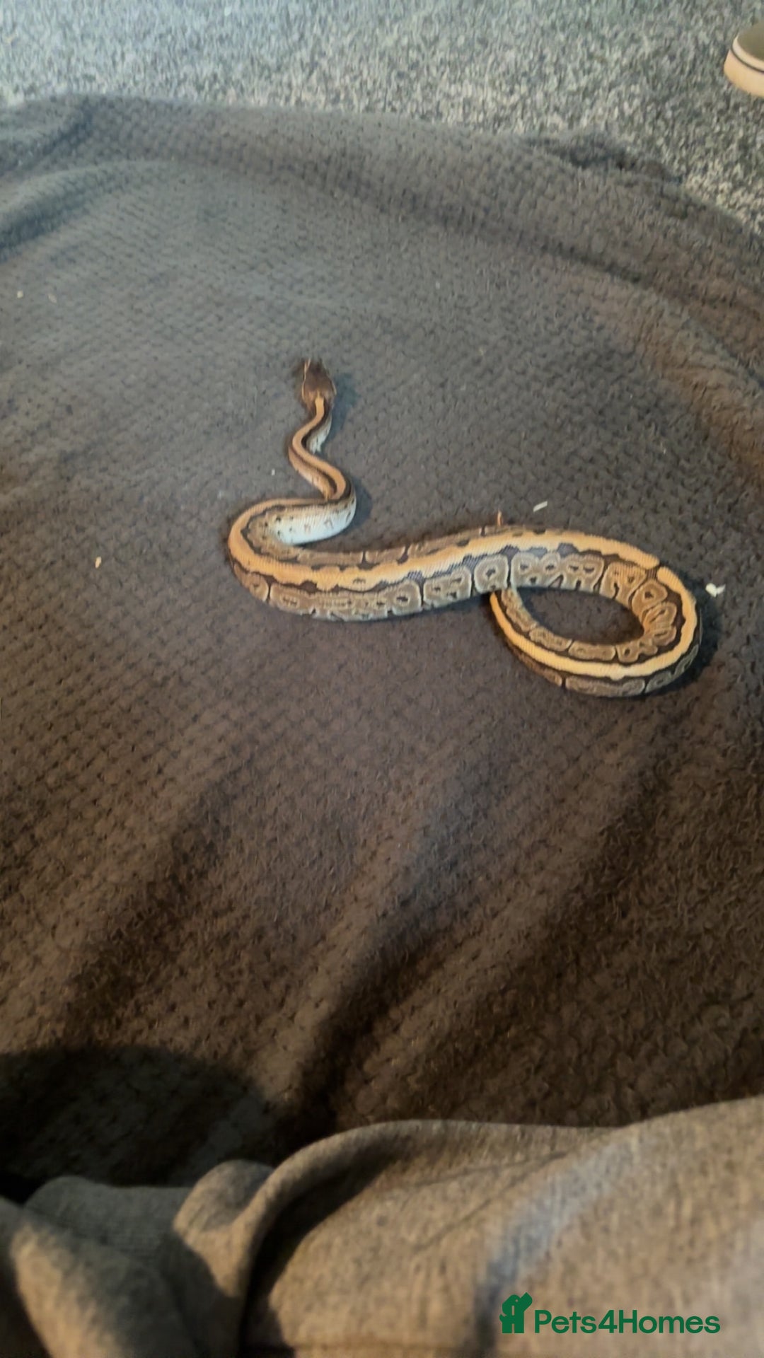 Python Snake reptiles for sale: Ball python for sale  - Image 1