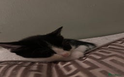 Maine Coon cats for sale: Main coon cross kittens  - Image 11