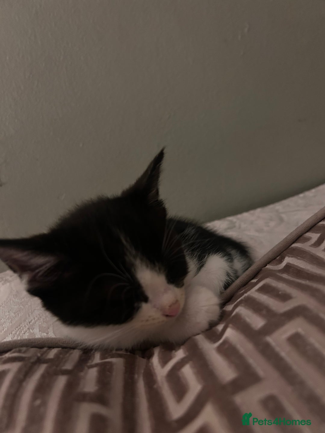 Maine Coon cats for sale: Main coon cross kittens  - Image 11