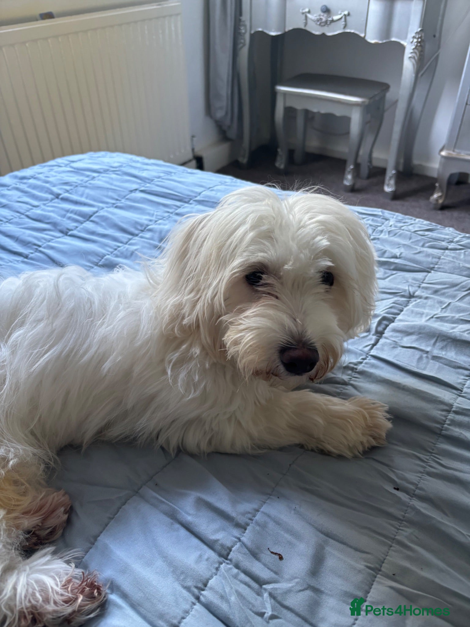 Maltese dogs Maltese looking for a new home  - Advert 8