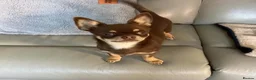 Chihuahua dogs for sale: Chihuahua Puppy  - Advert 5