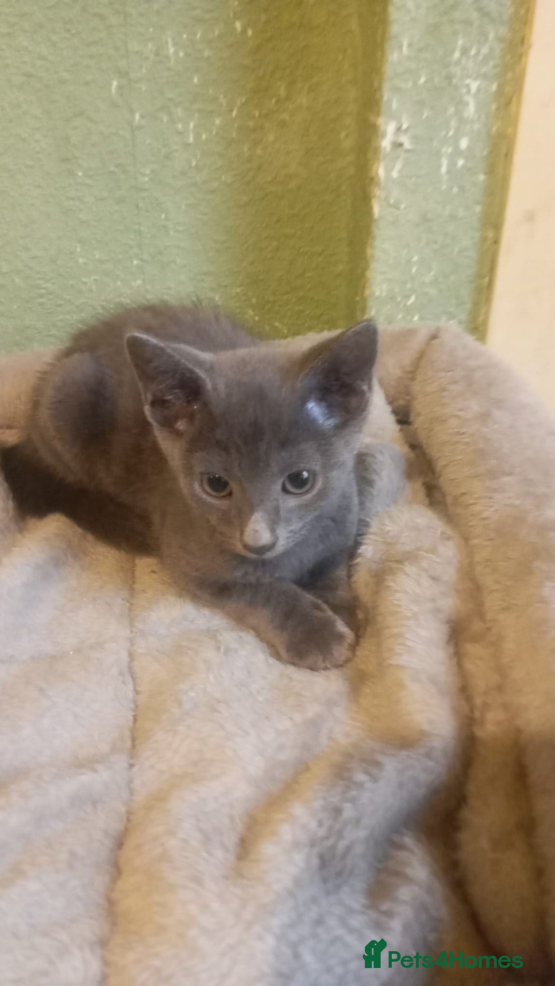 Chartreux cats Beautiful chartuex kittens   - Advert 1