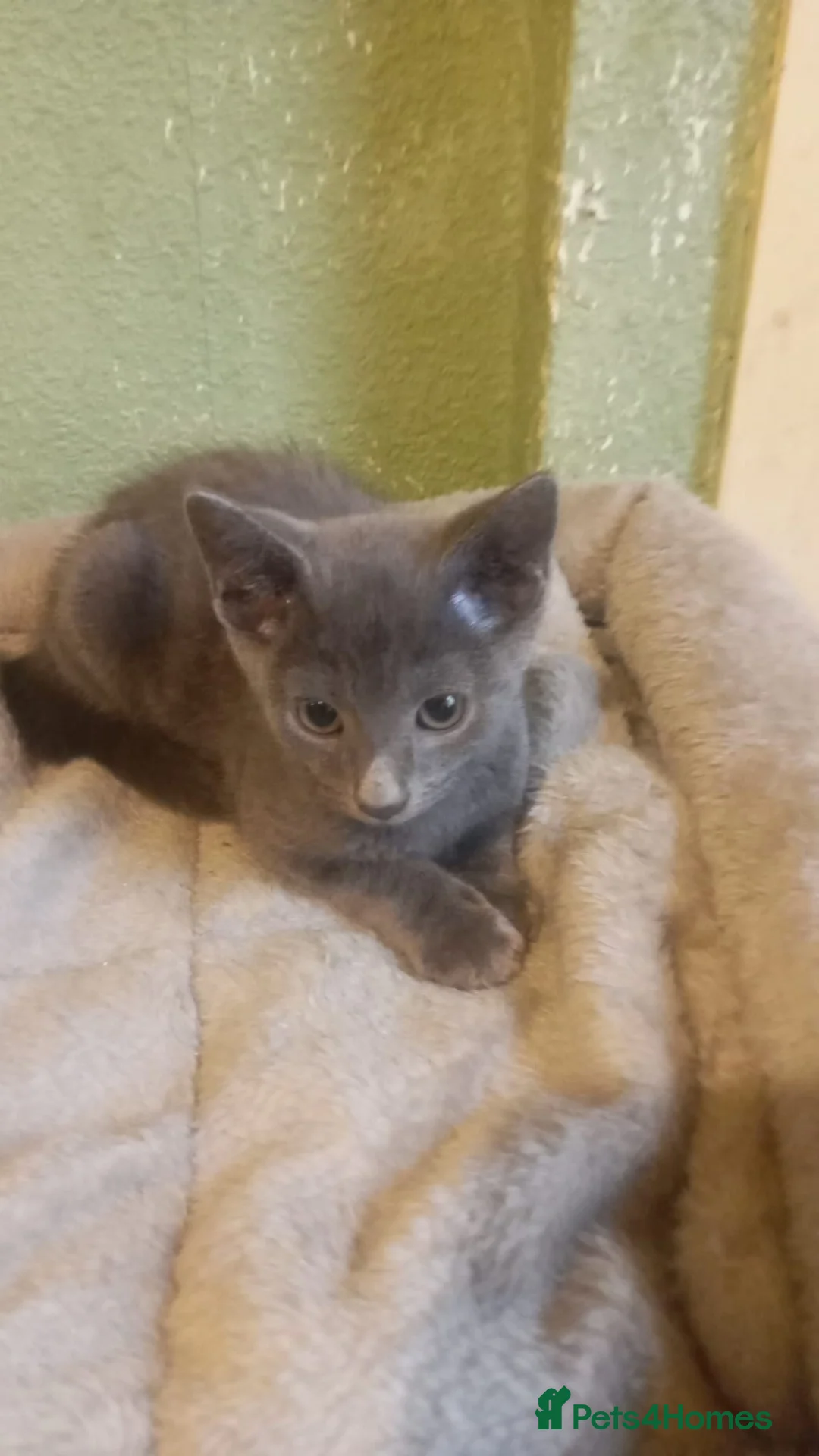 Chartreux cats for sale: Beautiful chartuex kittens   in Bradford - Advert 1
