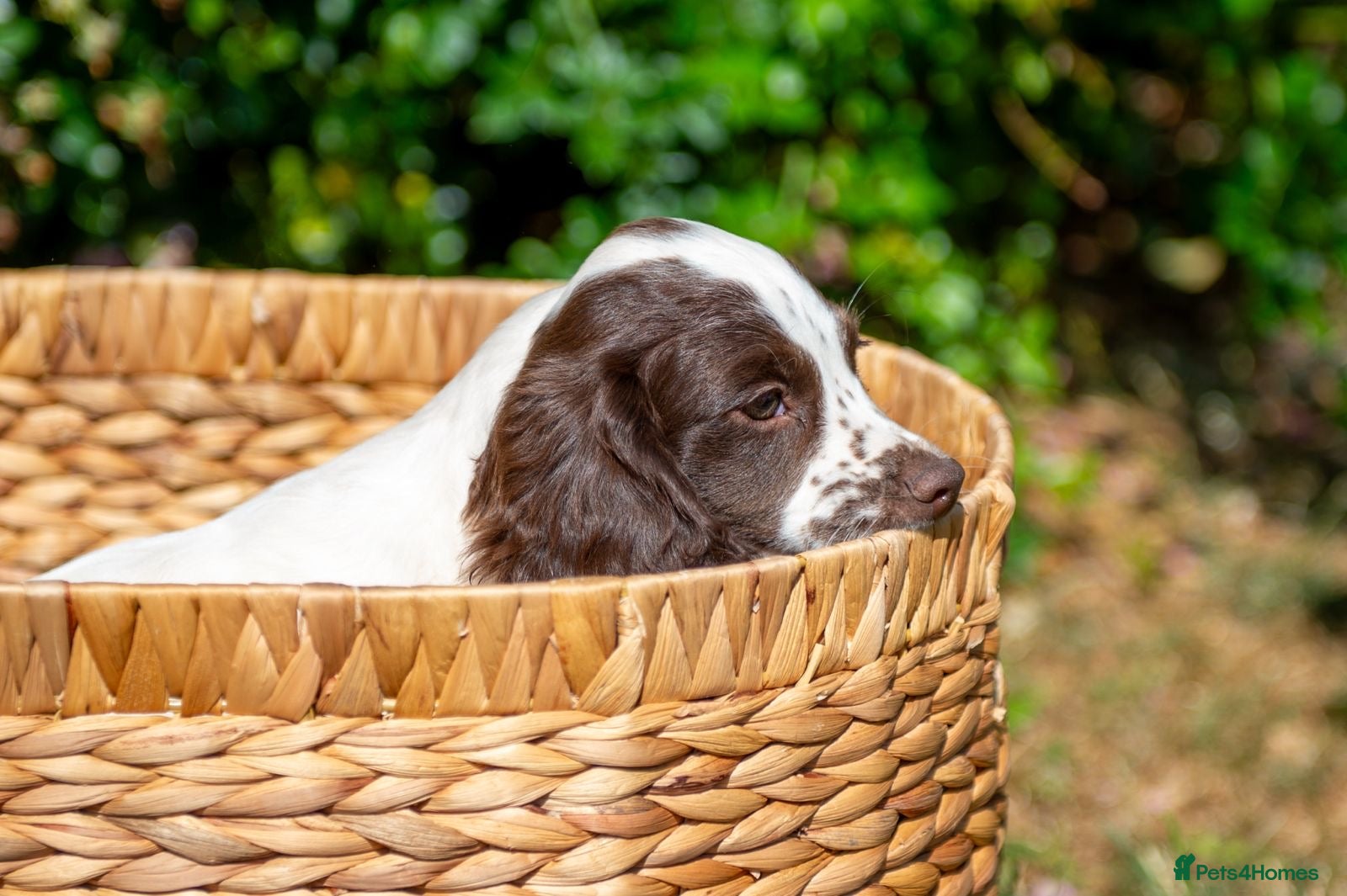 Sprocker dogs Beautiful Sprocker Puppies - Advert 3