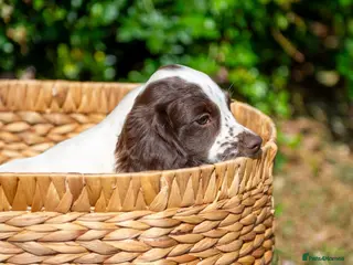Sprocker dogs Beautiful Sprocker Puppies - Advert 3
