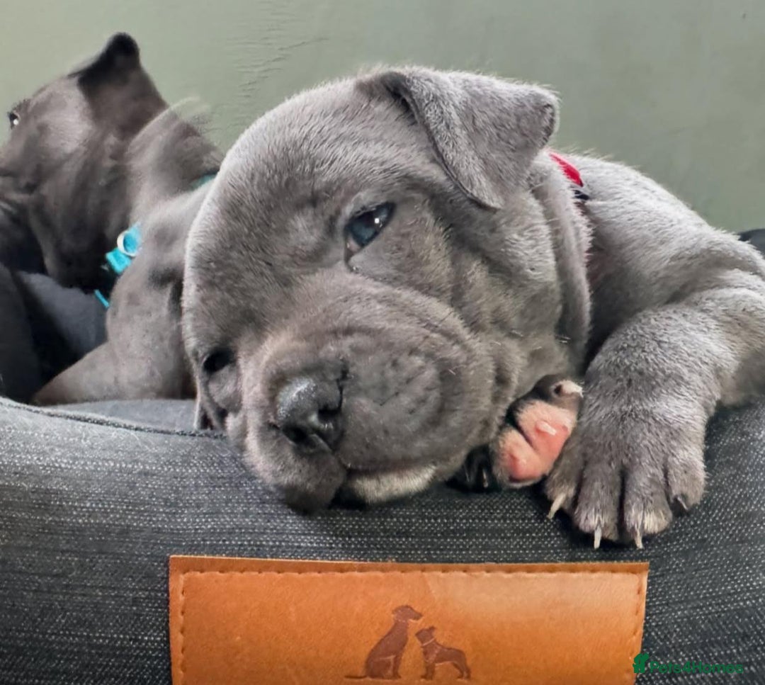 Staffordshire Bull Terrier dogs for sale: Purebred Staffordshire bull terrier puppies - Image 8