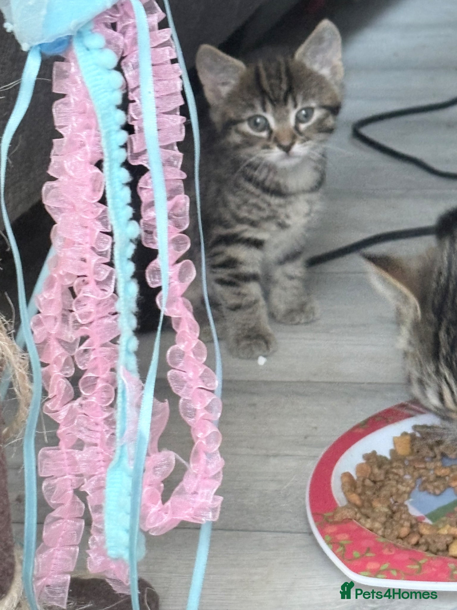 Mixed Breed cats for sale: 2 little boy kittens ready to be homed - Advert 5