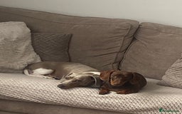 Miniature Dachshund dogs for stud: Miniature dachshund Myles - Image 4