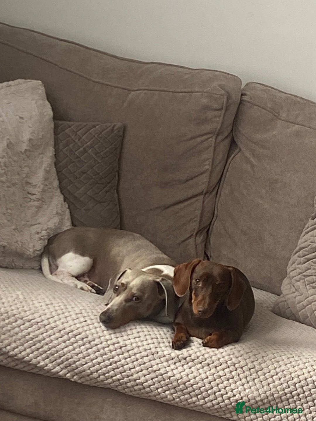 Miniature Dachshund dogs for stud: Miniature dachshund Myles - Image 4