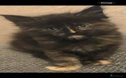 Maine Coon cats for sale: 5 beautiful maine coones  - Image 3