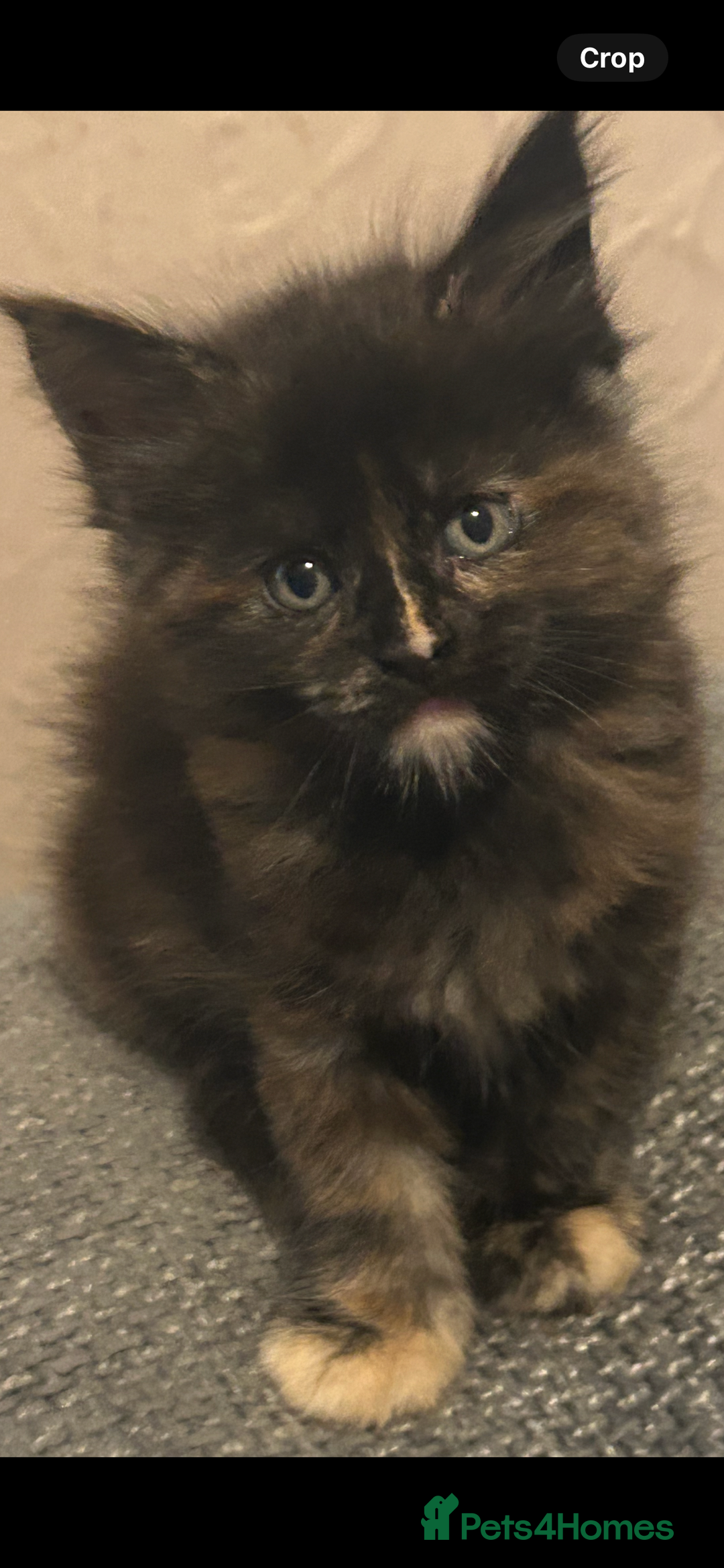 Maine Coon cats for sale: 5 beautiful maine coones  - Image 3