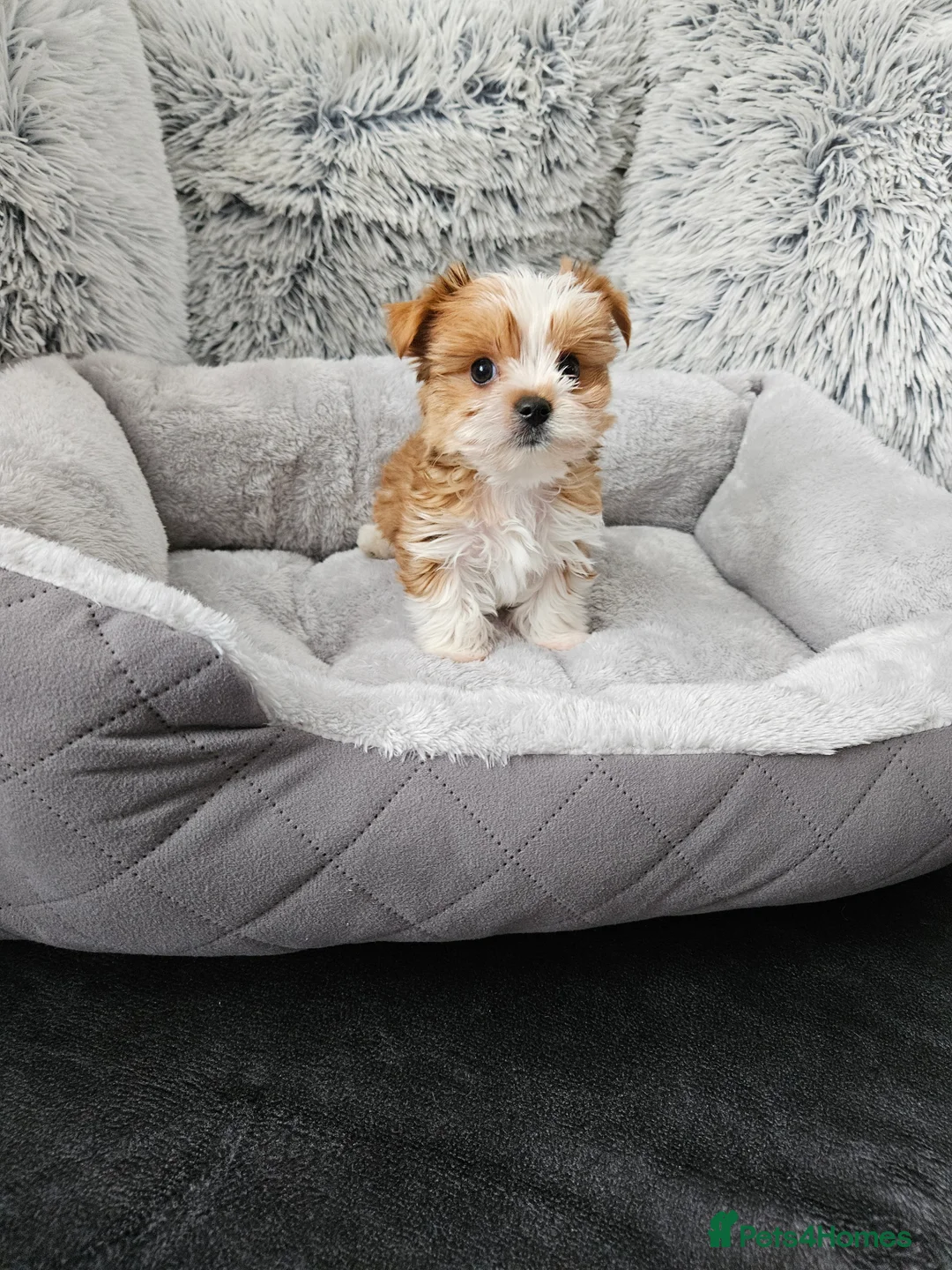 Biewer Terrier dogs for sale: Biewer Yorkshire Terier - Advert 4