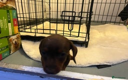 Miniature Dachshund dogs for sale: Miniature dashound - Image 7